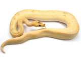 Load image into Gallery viewer, 2020 Male Super Pastel Mimosa Possible Leopard Possible Enchi Ball Python