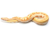 Load image into Gallery viewer, 2020 Male T- Golden Eye Blood Python