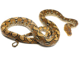 Load image into Gallery viewer, 2021 Female 100% Het Ocelot 66% Het. Caramel Reticulated Python