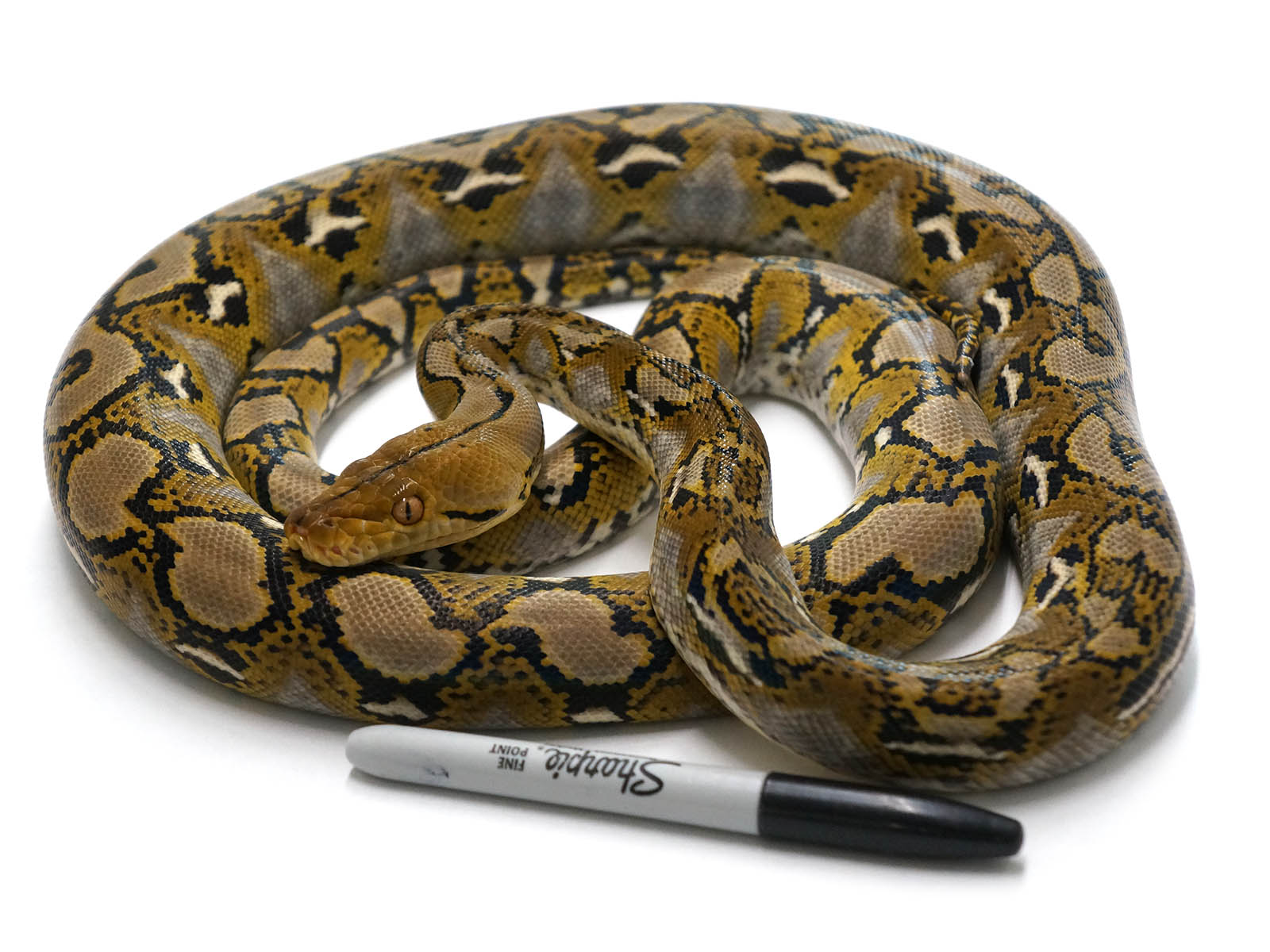 Reticulated Python Hatchling