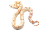 Load image into Gallery viewer, 2021 Female Albino IMG From Squaretail Boa Constrictor