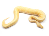 Load image into Gallery viewer, 2021 Female Albino Spider Ball Python