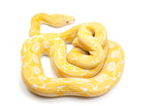 Load image into Gallery viewer, 2021 Female Albino Tiger Granite Back Reticulated Python