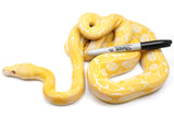 Load image into Gallery viewer, 2021 Female Albino Tiger Granite Back Reticulated Python