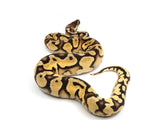 Load image into Gallery viewer, 2021 Female Bald Pastel Yellowbelly Fader Ball Python