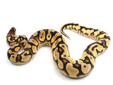 Load image into Gallery viewer, 2021 Female Bald Pastel Yellowbelly Fader Ball Python