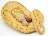 Load image into Gallery viewer, 2021 Female Bald S. Pastel Lucifer Enchi Pinstripe Ball Python
