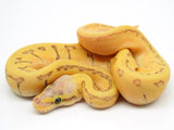 Load image into Gallery viewer, 2021 Female Bald S. Pastel Lucifer Enchi Pinstripe Ball Python