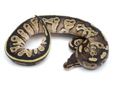 Load image into Gallery viewer, 2021 Female Black Head Lucifer Possible Fader Ball Python