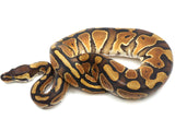 Load image into Gallery viewer, 2021 Female Black Pastel Enchi Het. Clown Ball Python
