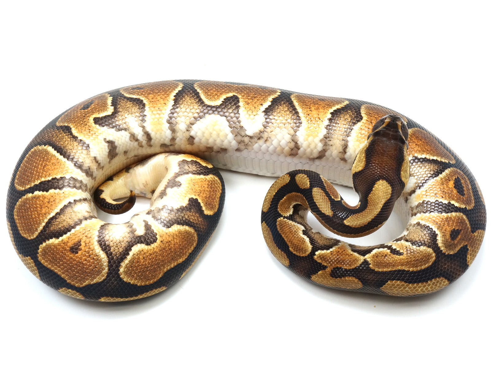 Pastel Enchi Clown Ball Python