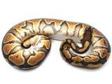 Load image into Gallery viewer, 2021 Female Black Pastel Enchi Het. Clown Ball Python
