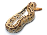 Load image into Gallery viewer, 2021 Female Borneo Short Tail Python