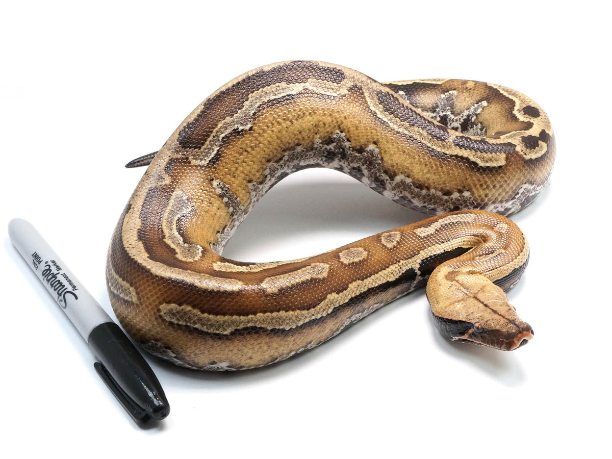 2021 Female Borneo Short Tail Python – New England Reptile - NERD