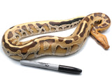Load image into Gallery viewer, 2021 Female Borneo Short Tail Python