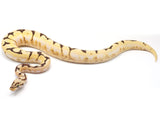Load image into Gallery viewer, 2021 Female Bumble Bee Enchi Bald Yellowbelly Spark Ball Python