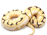 Load image into Gallery viewer, 2021 Female Bumble Bee Enchi Bald Yellowbelly Spark Ball Python