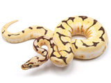 Load image into Gallery viewer, 2021 Female Bumble Bee Enchi Bald Yellowbelly Spark Ball Python