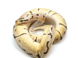 Load image into Gallery viewer, 2021 Female Bumble Bee Enchi Possible Het Clown Ball Python 