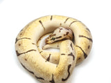 Load image into Gallery viewer, 2021 Female Bumble Bee Enchi Possible Het Clown Ball Python 