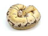 Load image into Gallery viewer, 2021 Female Bumble Bee Enchi Possible Het Clown Ball Python 