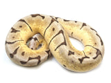 Load image into Gallery viewer, 2021 Female Bumble Bee Enchi Possible Het Clown Ball Python 