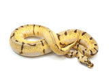 Load image into Gallery viewer, SALE! 2021 Female Bumble Bee Lucifer Enchi Het Pied From Yellowbelly Ball Python.