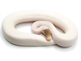 Load image into Gallery viewer, 2021 Female Bumble Bee Pied (From Pinstripe) Ball Python