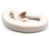 Load image into Gallery viewer, 2021 Female Bumble Bee Pied (From Pinstripe) Ball Python