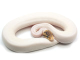 Load image into Gallery viewer, 2021 Female Bumble Bee Pied (From Pinstripe) Ball Python