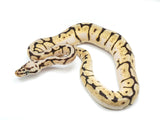 Load image into Gallery viewer, 2021 Female Bumble Bee YellowbellySpecter Ball Python