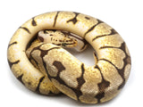 Load image into Gallery viewer, 2021 Female Bumble bee Enchi Hidden Gene Woma Ball Python