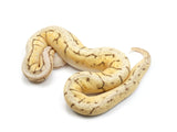 Load image into Gallery viewer, 2021 Female Bumblebee Pinstripe Ball Python