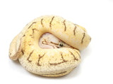 Load image into Gallery viewer, 2021 Female Bumblebee Pinstripe Ball Python