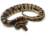 Load image into Gallery viewer, 2021 Female Confusion 66% Possible Het Lavender Ball Python 
