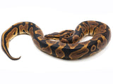 Load image into Gallery viewer, 2021 Female Confusion Ball Python