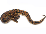 Load image into Gallery viewer, 2021 Female Confusion Ball Python