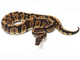 Load image into Gallery viewer, 2021 Female Confusion Possible Het Lavender Ball Python