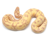 Load image into Gallery viewer, 2021 Female Coral Glow Enchi EMG Ball Python