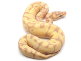Load image into Gallery viewer, 2021 Female Coral Glow Enchi EMG Ball Python