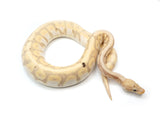 Load image into Gallery viewer, 2021 Female Coral Glow Hidden Gene Woma Granite EMG Enchi Ball Python