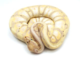 Load image into Gallery viewer, 2021 Female Coral Glow Hidden Gene Woma Granite + Ball Python