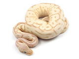 Load image into Gallery viewer, 2021 Female Coral Glow Leopard Pastel Yellowbelly EMG ++ Ball Python