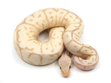 Load image into Gallery viewer, 2021 Female Coral Glow Leopard Pastel Yellowbelly EMG ++ Ball Python