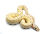 Load image into Gallery viewer, 2021 Female Coral Glow Lesser Bee Malum Ball Python