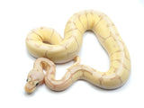 Load image into Gallery viewer, 2021 Female Coral Glow Lesser Bee Malum Ball Python