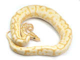 Load image into Gallery viewer, 2021 Female Coral Glow Lesser Spider Yellowbelly + Ball Python.