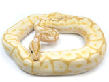 Load image into Gallery viewer, 2021 Female Coral Glow Lesser Spider Yellowbelly + Ball Python.