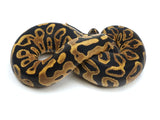 Load image into Gallery viewer, 2021 Female Crazy Leopard Het Pied From Killer Ball Python