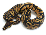 Load image into Gallery viewer, 2021 Female Crazy Leopard Het Pied From Killer Ball Python